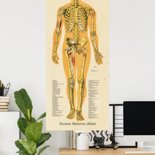 Männliche Skelettanatomie Poster (Heimbüro)
