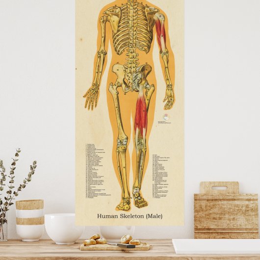 Männliche Skelettanatomie Poster (Küche)