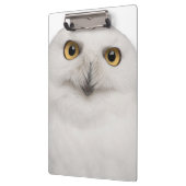 Männliche Snowy-Eule (Bubo scandiacus) ist eine Klemmbrett (Links)