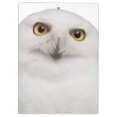 Männliche Snowy-Eule (Bubo scandiacus) ist eine Klemmbrett (Rückseite)