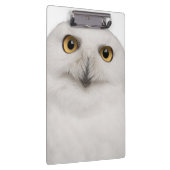 Männliche Snowy-Eule (Bubo scandiacus) ist eine Klemmbrett (Rechts)