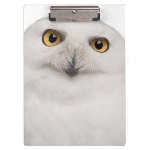 Männliche Snowy-Eule (Bubo scandiacus) ist eine Klemmbrett