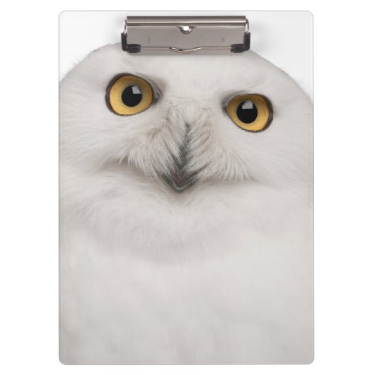 Männliche Snowy-Eule (Bubo scandiacus) ist eine Klemmbrett (Vorderseite)