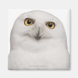 Männliche Snowy-Eule (Bubo scandiacus) ist eine Magnet