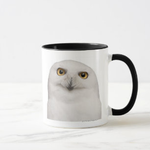 Männliche Snowy-Eule (Bubo scandiacus) ist eine Tasse