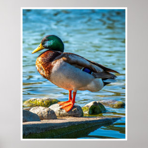 Männliche Stockente-Wandkunst Seevögel Poster