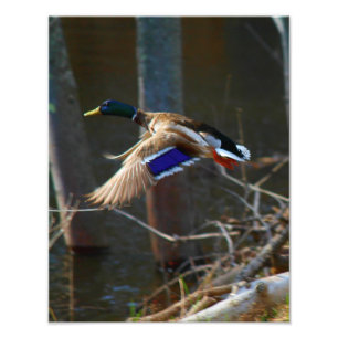 Männliche Stockenten-Ente im Flug Fotodruck