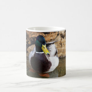 Männliche Stockenten-Ente Kaffeetasse