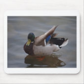 Männliche Stockenten-Ente Mousepad (Vorne)