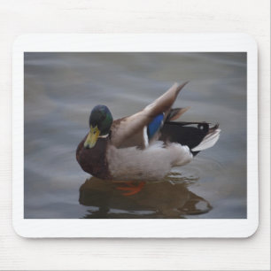 Männliche Stockenten-Ente Mousepad