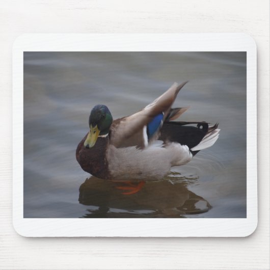 Männliche Stockenten-Ente Mousepad (Vorne)