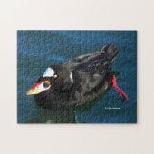 Männliche Surf Scoter Ente am Pier Puzzle (Horizontal)
