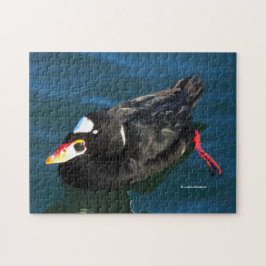 Männliche Surf Scoter Ente am Pier Puzzle