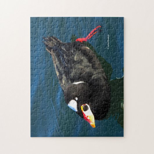 Männliche Surf Scoter Ente am Pier Puzzle (Vertikal)