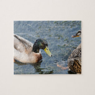 Männliche und weibliche Enten in einem See Puzzle
