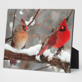 männliche und weibliche Kardinal Fotoplatte (Seite)
