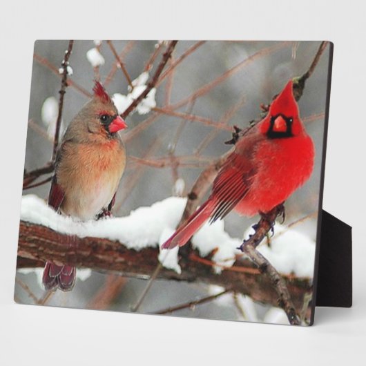 männliche und weibliche Kardinal Fotoplatte (Seite)