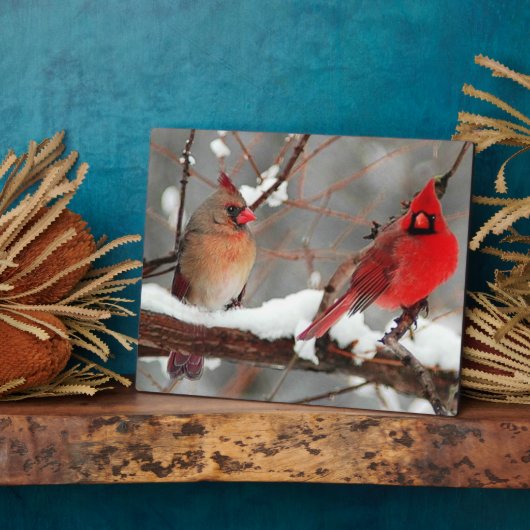 männliche und weibliche Kardinal Fotoplatte (Seite)