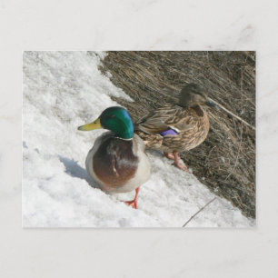 männliche und weibliche Paletten auf der Schneekar Postkarte
