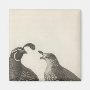 Männliche und weibliche Partridge von Kalifornien Magnet