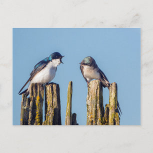 Männliche und weibliche Schwalbe Postkarte