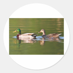 Männliche und weibliche Stockenten schwimmen Runder Aufkleber