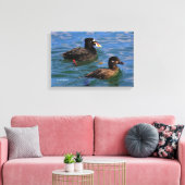 Männliche und weibliche Surf Scoter Enten am Pier Leinwanddruck (Insitu (Wohnzimmer))
