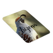 Männliche Wachteln, Arizona Magnet (Rechte Seite)