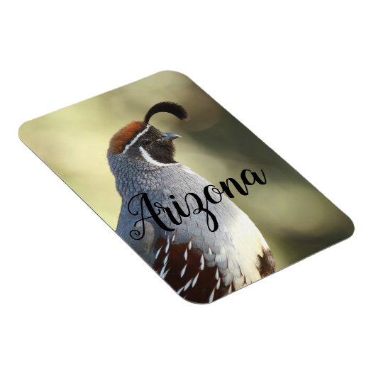 Männliche Wachteln, Arizona Magnet (Rechte Seite)