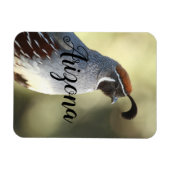 Männliche Wachteln, Arizona Magnet (Horizontal)