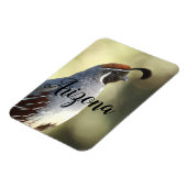 Männliche Wachteln, Arizona Magnet (Linke Seite)