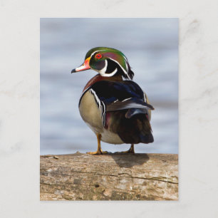 Männliche Waldschnatter auf einem Baumstamm im Feu Postkarte