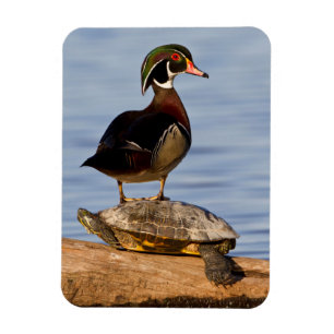Männliche Waldschnatter auf Rotwangen-Schmuckschil Magnet