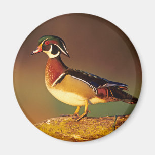 Männliche Waldschnatter, Illinois Magnet