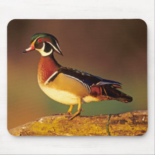 Männliche Waldschnatter, Illinois Mousepad