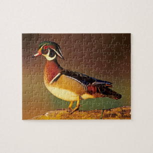 Männliche Waldschnatter, Illinois Puzzle