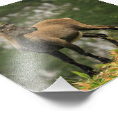 Männliche wilde Alpen, Capra ibex oder steinbock Fotodruck (Ecke)