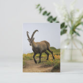 Männliche wilde Alpen, Capra ibex oder steinbock Postkarte (Stehend Vorderseite)