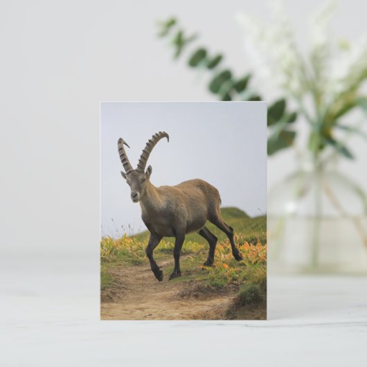 Männliche wilde Alpen, Capra ibex oder steinbock Postkarte (Stehend Vorderseite)