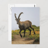 Männliche wilde Alpen, Capra ibex oder steinbock Postkarte (Vorne/Hinten)