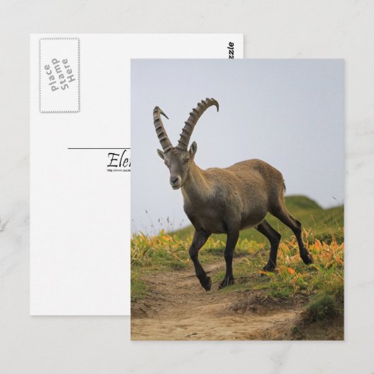 Männliche wilde Alpen, Capra ibex oder steinbock Postkarte (Vorne/Hinten)