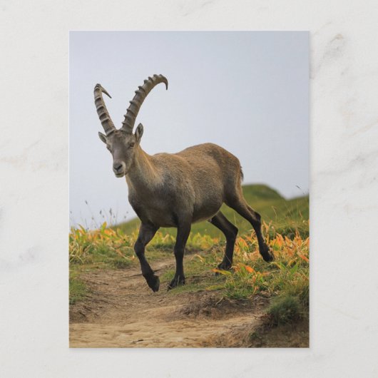 Männliche wilde Alpen, Capra ibex oder steinbock Postkarte (Vorderseite)