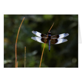 Männliche Witwe Skimmer Drachenfliege auf einem St