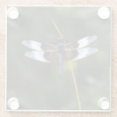 Männliche Witwe Skimmer Dragonfly Glasuntersetzer (Rückseite)