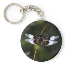 Männliche Witwe Skimmer Dragonfly
