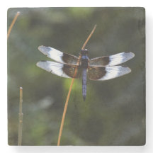 Männliche Witwe Skimmer Dragonfly