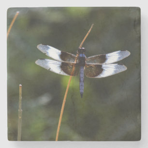 Männliche Witwe Skimmer Dragonfly Steinuntersetzer