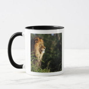 Männlicher afrikanischer Löwe am Zoo in Tasse