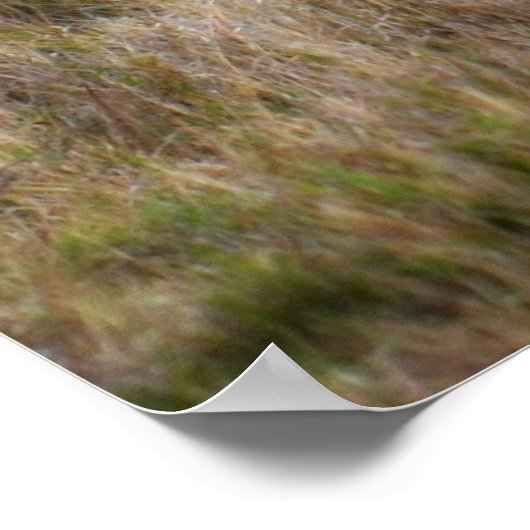 Männlicher afrikanischer Löwe im Gras Poster (Ecke)