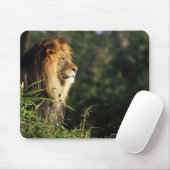 Männlicher afrikanischer Löwe im Zoo in Washington Mousepad (Mit Mouse)